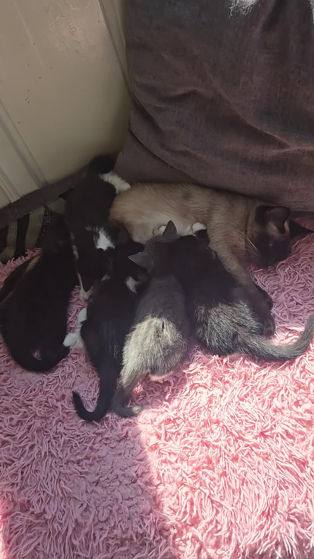 Mixed Breed cats for sale: 5 Stunning Kittens – Ready to be seen 🐾 - Video 1