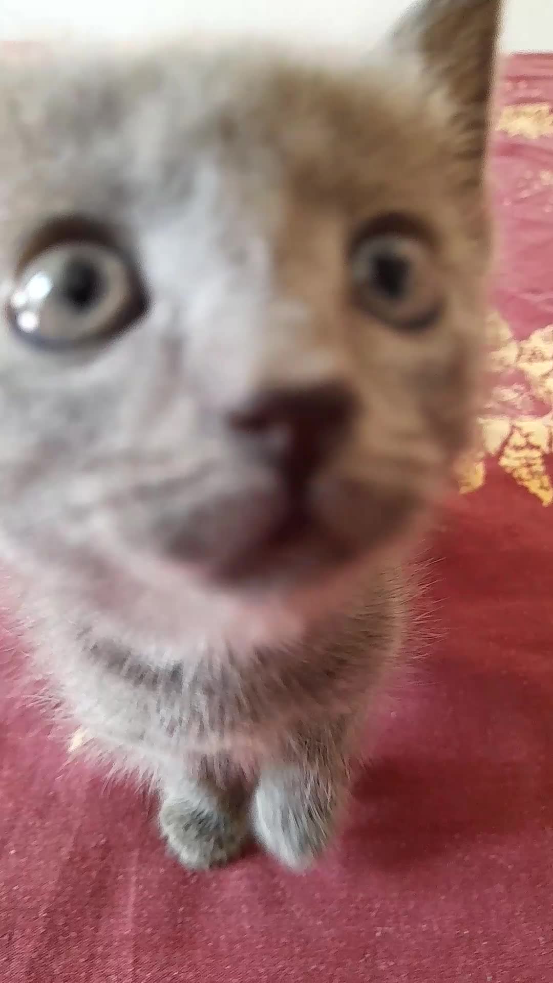 Bengal cats for sale: 6 Beautiful, Healthy Kittens - Video 2