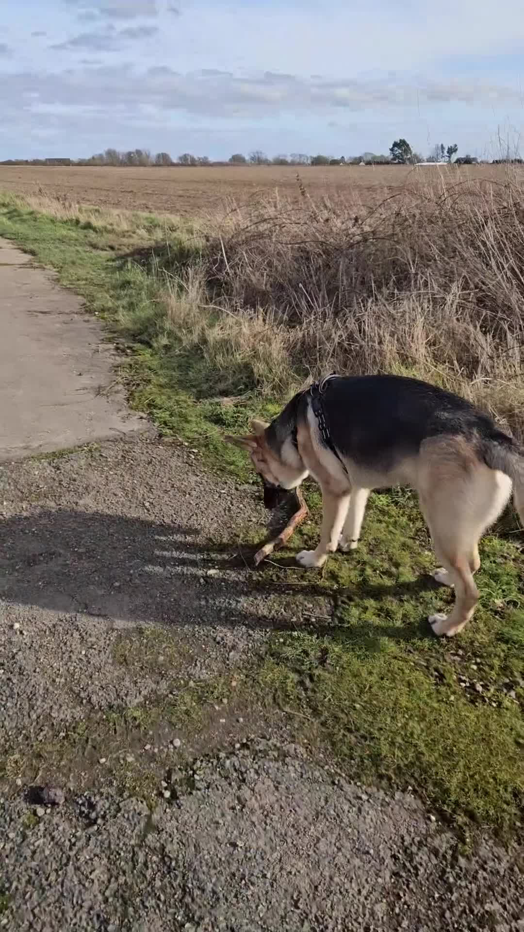 German Shepherd dogs for sale: GSD Puppy - 5 Star home required - Video 1