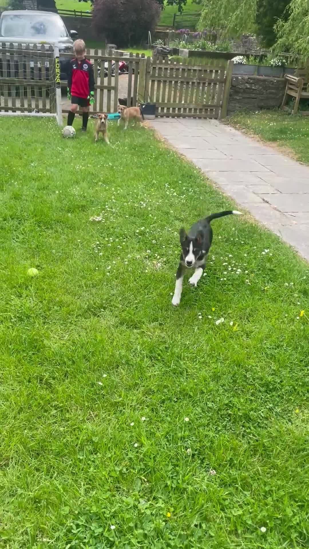 Mixed Breed dogs for sale: Collie cross puppies  - Video 1
