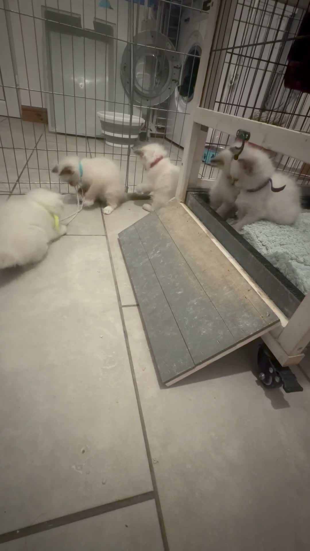 Ragdoll cats for sale: Ragdoll Kittens  - Video 2