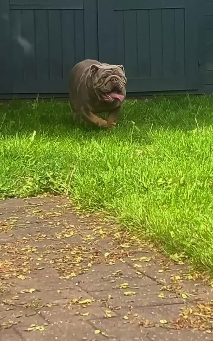 English Bulldog dogs for stud: Charlie for stud lilac and tan fullsuit - Video 3