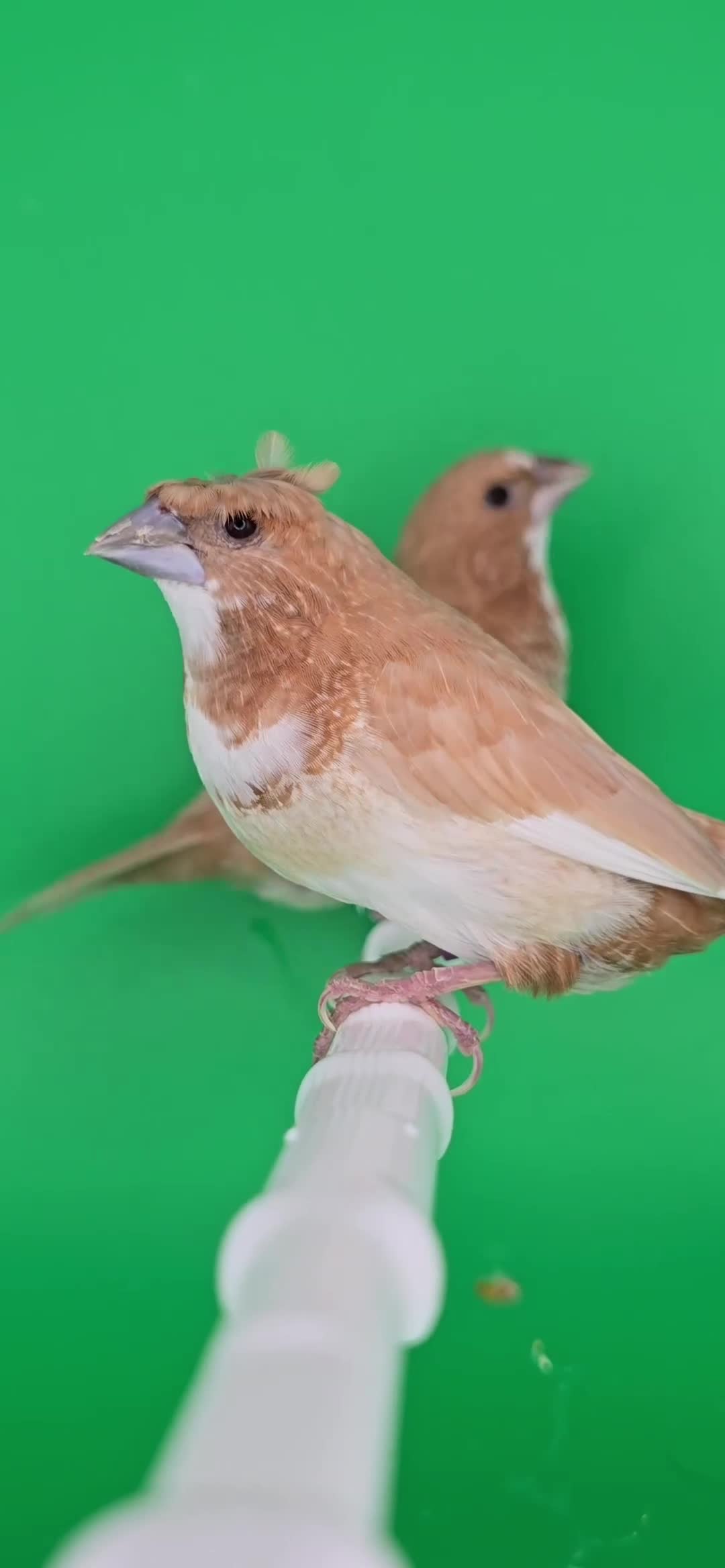 Finches birds for sale: Bengalese finches  - Video 2