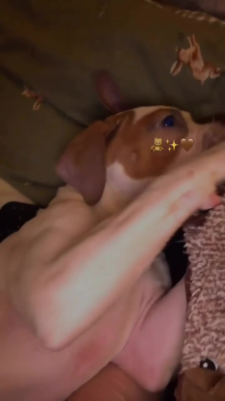 Mixed Breed dogs for sale: Mixed bulldog breed 6months old  - Video 1