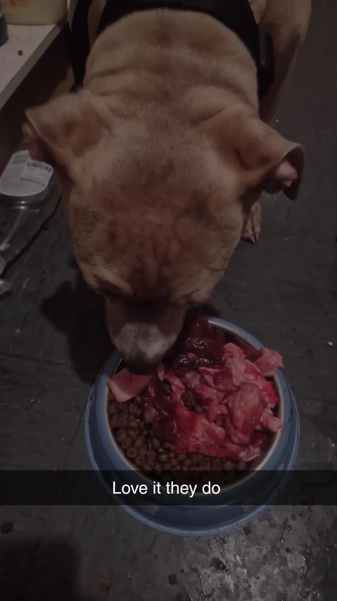 Mixed Breed dogs for sale: Blue & beau - Video 3