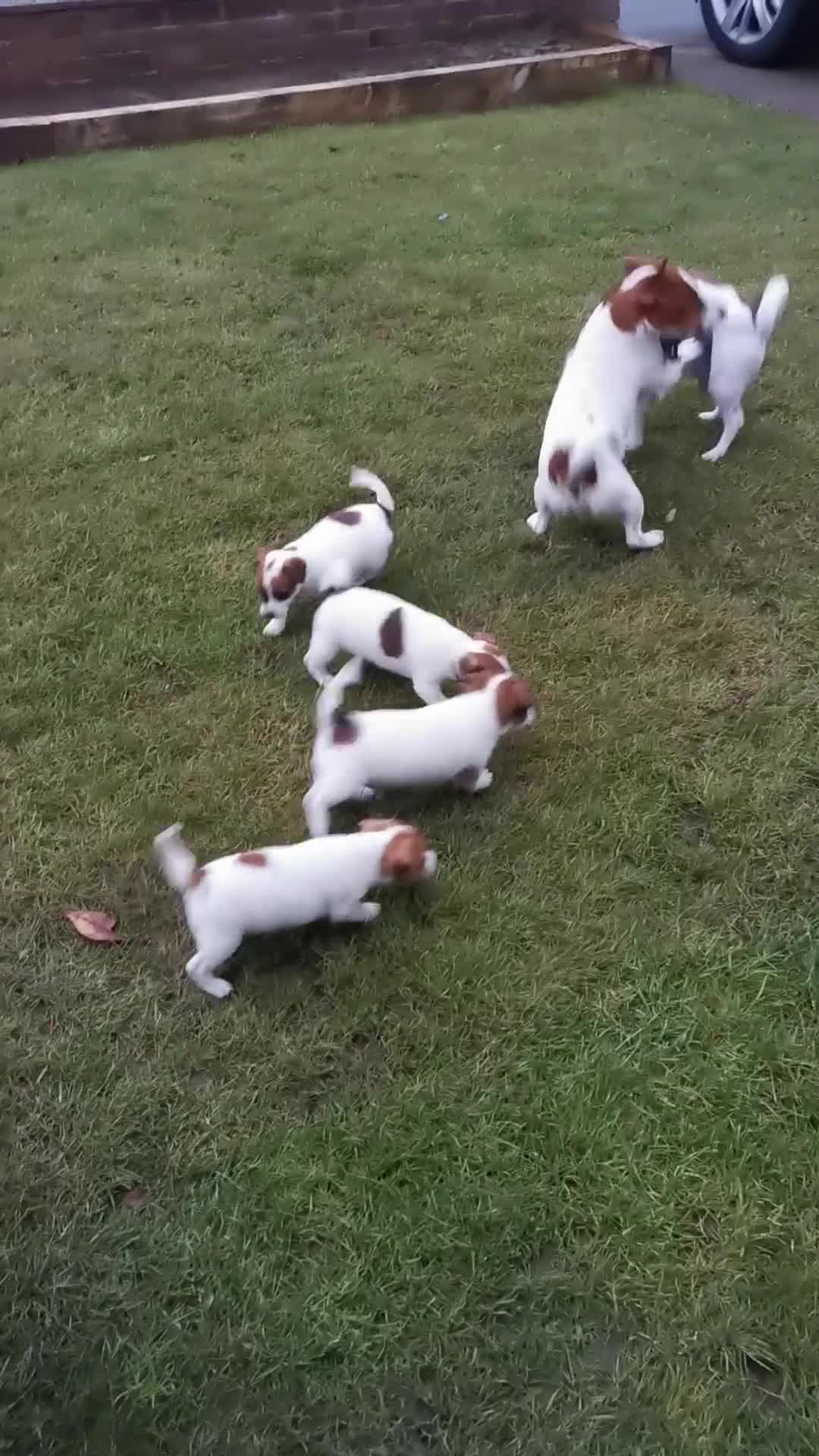 Jack Russell dogs for sale: Jack russell - Video 1