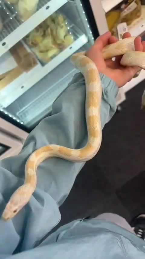 Corn Snake reptiles for sale: Snow Corn snake  - Video 3