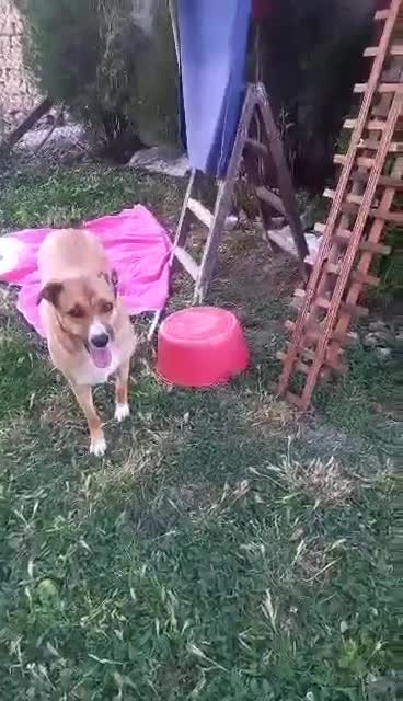 Mixed Breed dogs for adoption: Hera - sister of Sparky- available for adoption in Brixham - Video 2