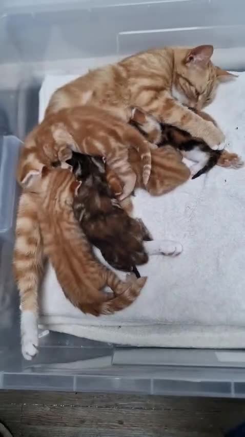 Mixed Breed cats for sale: 2 Ginger Boys, 1 Tabby Girl. Donate to charity - Video 2
