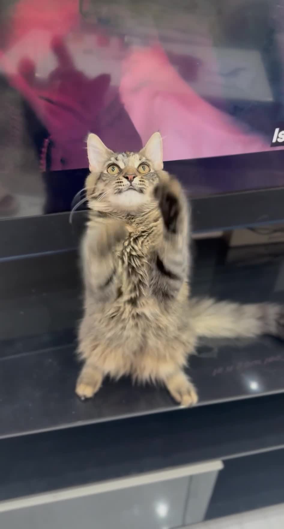 Maine Coon cats for sale: Mainecoone female kitten  in Romford - Video 1