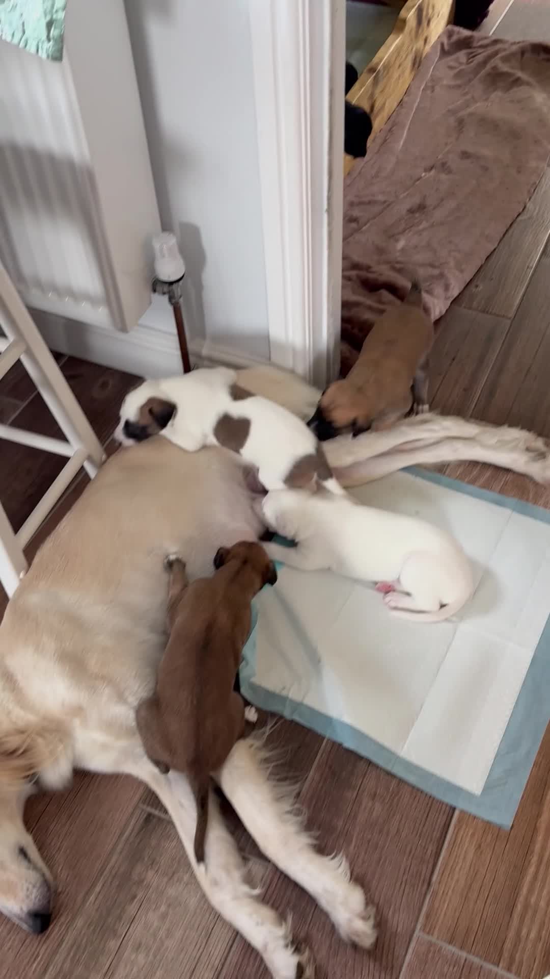 Mixed Breed dogs for sale: Whippet x Saluki Lurcher Pups For Sale in Hartlepool - Video 5