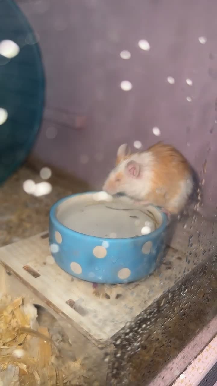 Mouse rodents for sale: Three male mice - Video 2