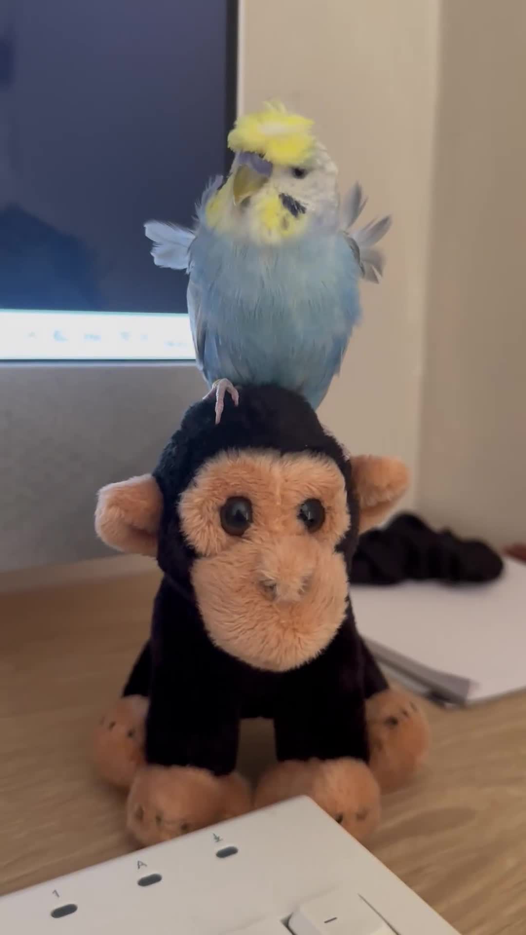 Budgerigars birds for sale: Blue & Coco – Beautiful Budgie Boys in London - Video 1