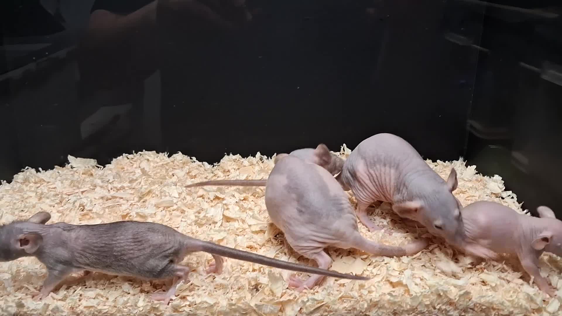 Rat rodents for sale: Baby Dumbo rats, Males & Females - Video 1