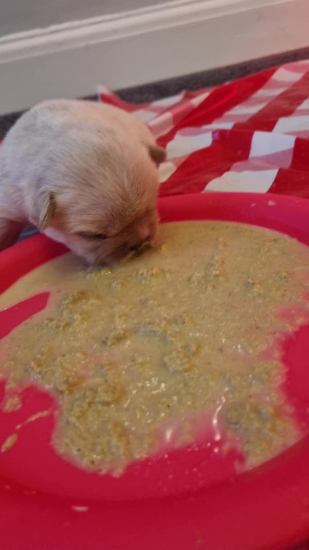 French Bulldog dogs for sale:  Open to offers Beautiful French Bulldog  - Video 1