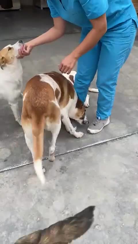 Mixed Breed dogs for adoption: Dino, 3 yrs old approx. Available for adoption. - Video 1