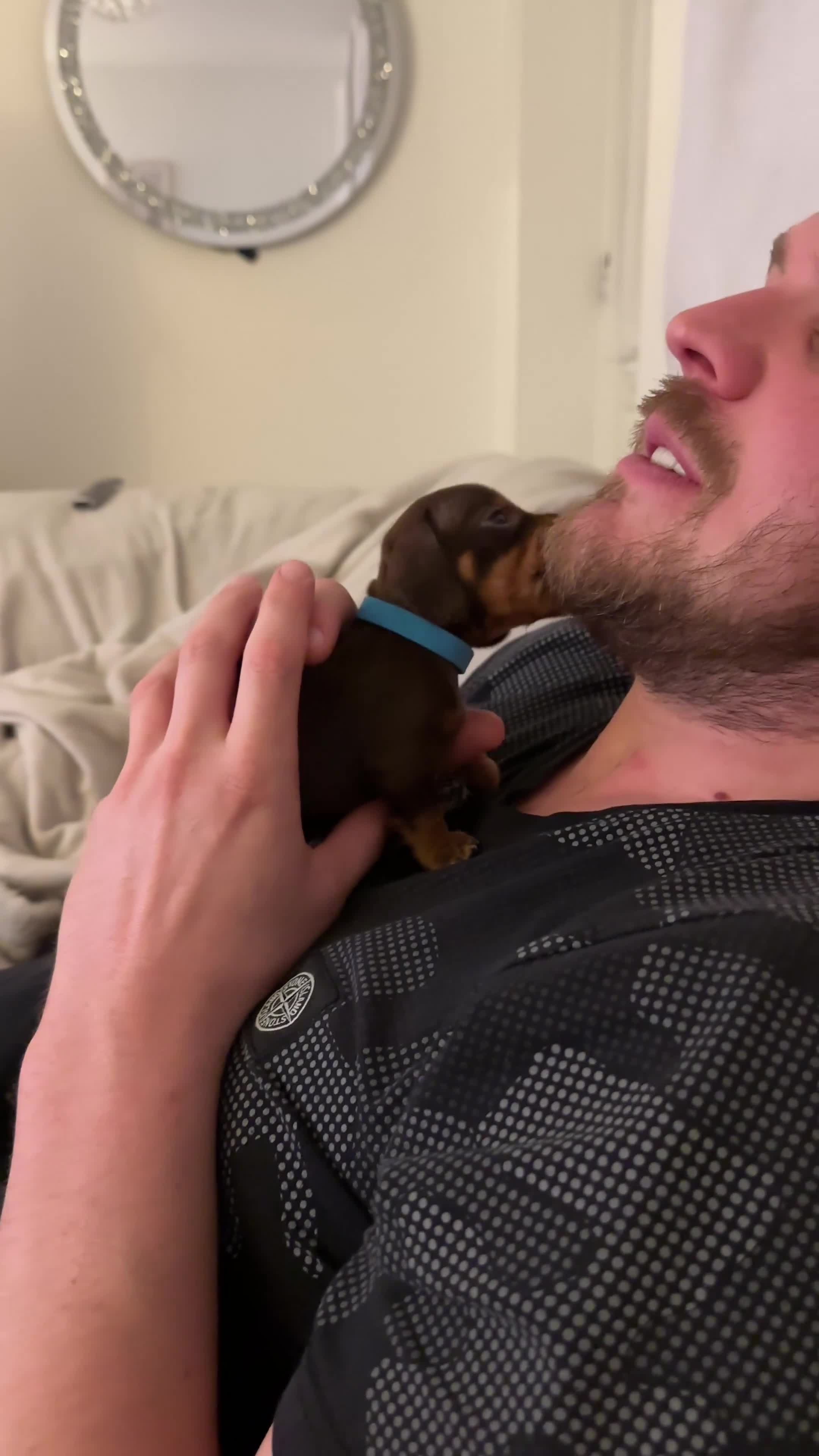 Miniature Dachshund dogs for sale: KC REGISTERED MINIATURE DACHSHUNDS - Video 1