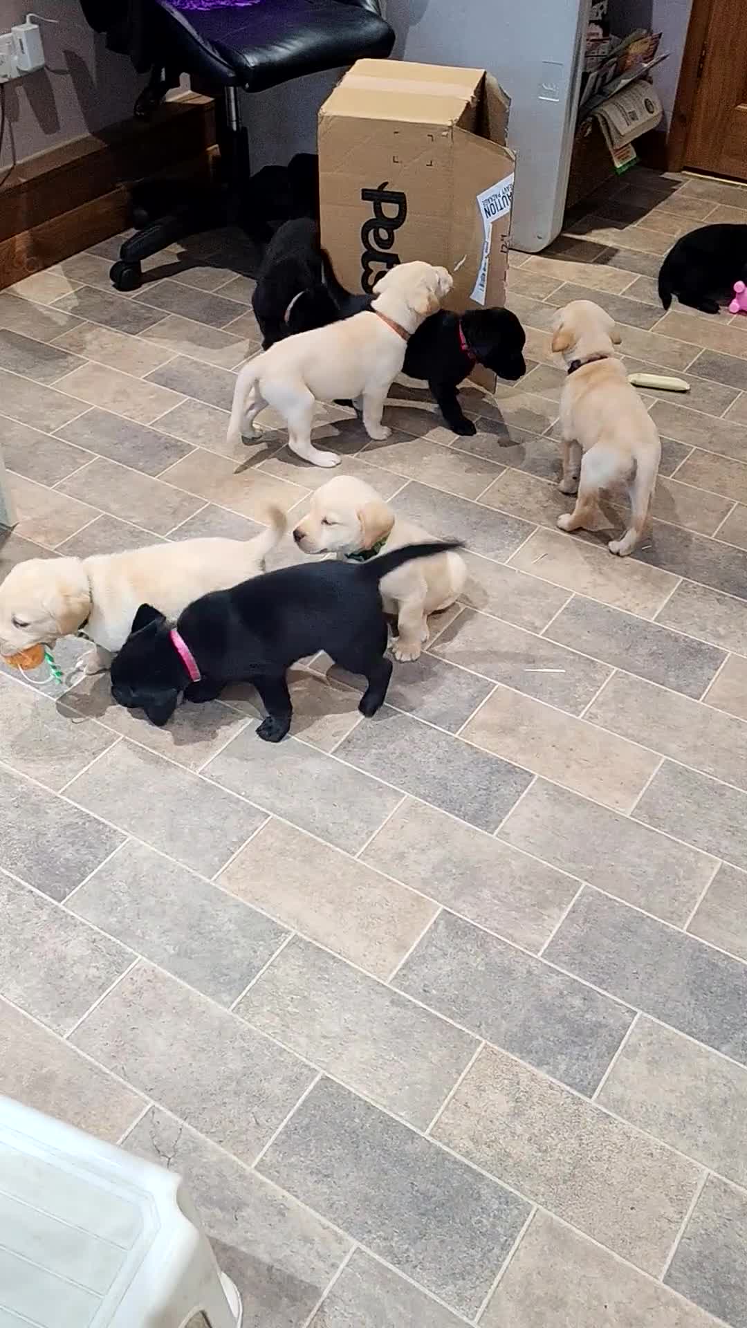 Labrador Retriever dogs for sale: Gorgeous KC registered Labrador puppies  - Video 1