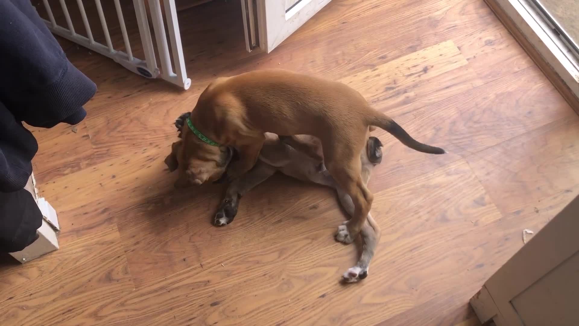 Mixed Breed dogs for sale: Belgian malinois cross staffy pups in Doncaster - Video 1