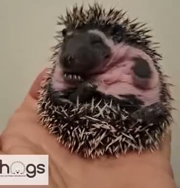 Pygmy Hedgehog rodents for sale: 4 Handsome Male African Pygmy Hedgehogs available  - Video 4
