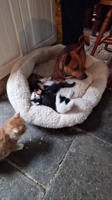 Mixed Breed cats for sale: Beautiful Playful Kittens Looking for Loving Homes in Crewkerne - Video 2