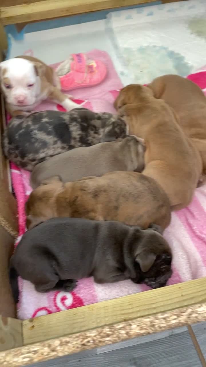 Dorset Olde Tyme Bulldogge dogs for sale: Beautiful KC olde English bulldogs in spennymoor  - Video 2