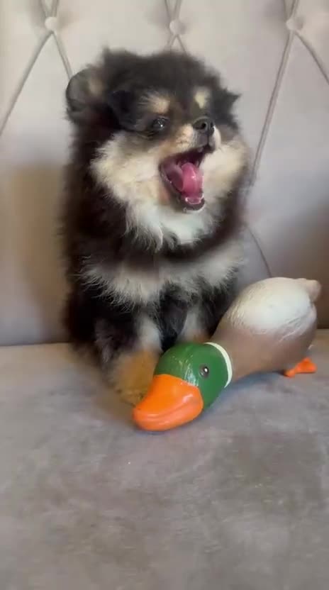 Pomeranian dogs for sale: Beautiful Pomeranian girls  - Video 1