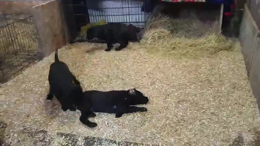 Labradoodle dogs for sale: Beautiful friendly pups one male and one female - Video 1