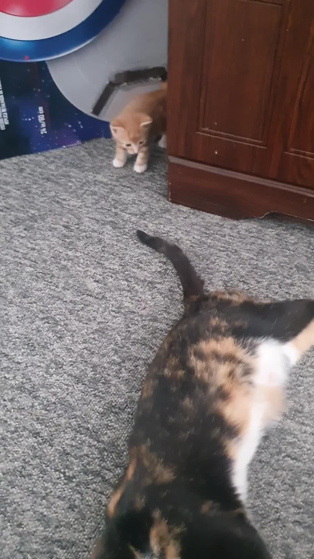 Domestic Shorthair cats for sale: Gorgeous kittens in Fakenham - Video 1