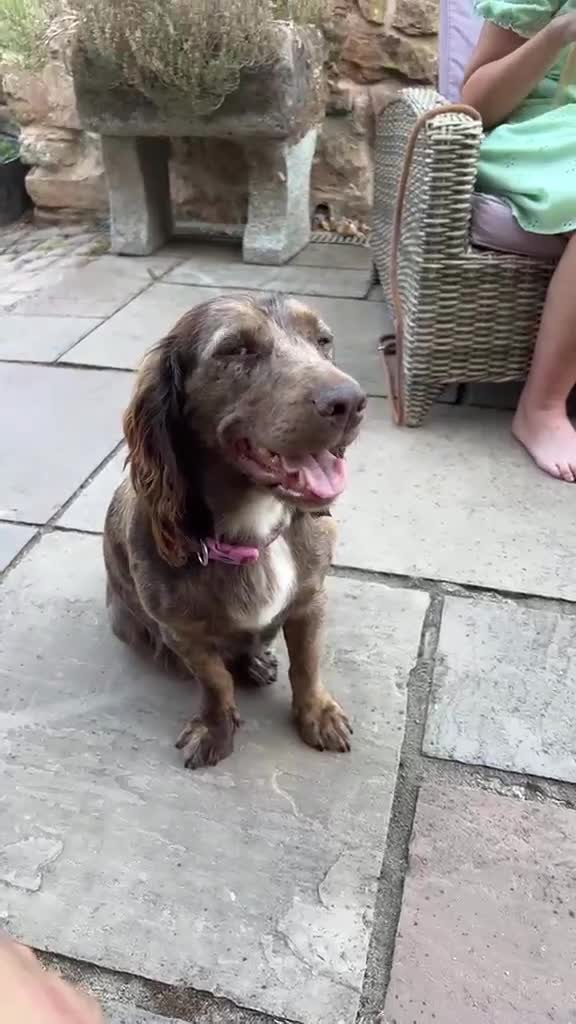 Cocker Spaniel dogs for sale: Beautiful Brown Cocker Spaniel Girl 🐶❤️ in Halesowen - Video 1