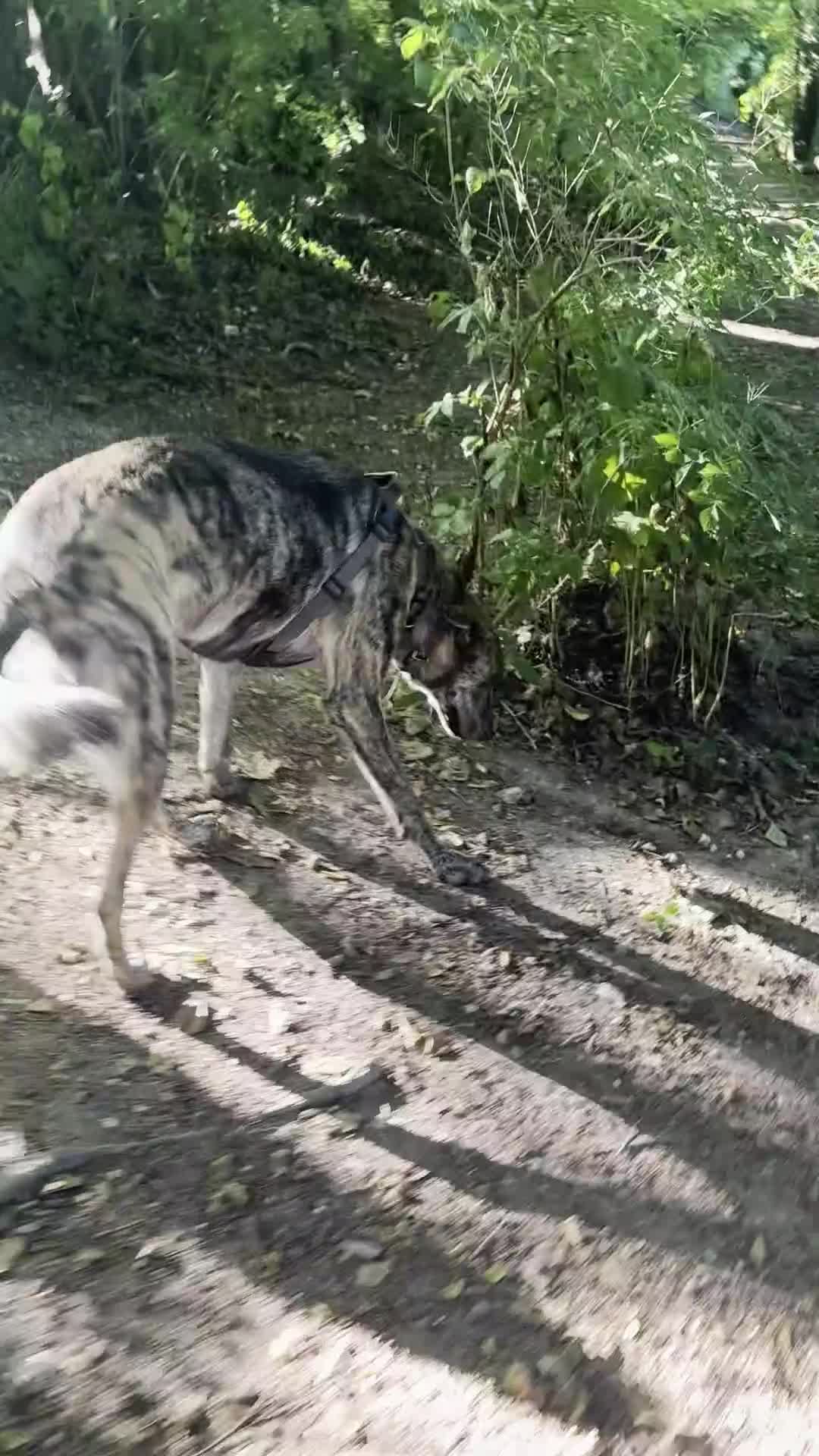 Mixed Breed dogs for sale: Lovely sweet Sam for adoption in Worthing - Video 4