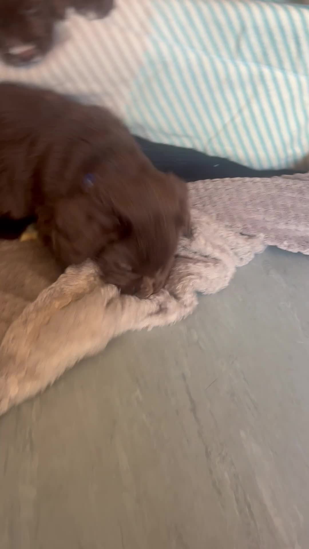 Cocker Spaniel dogs for sale: Chocolate cocker spaniel - Video 1