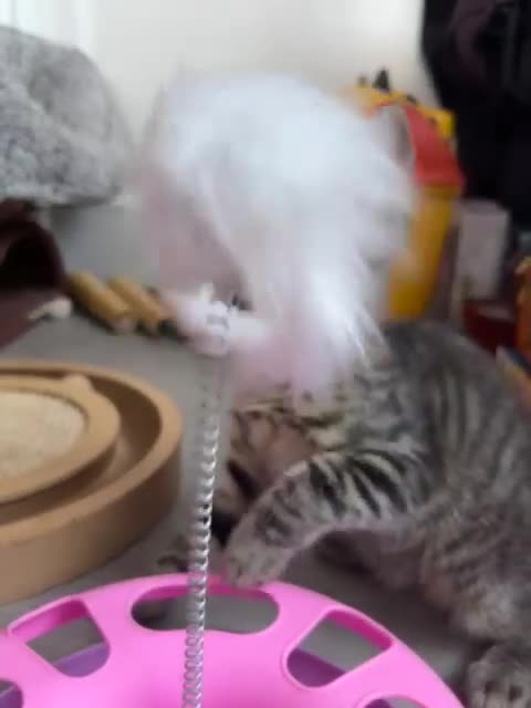 Domestic Shorthair cats for adoption: Adopt from Cats in Crisis East London  - Video 1