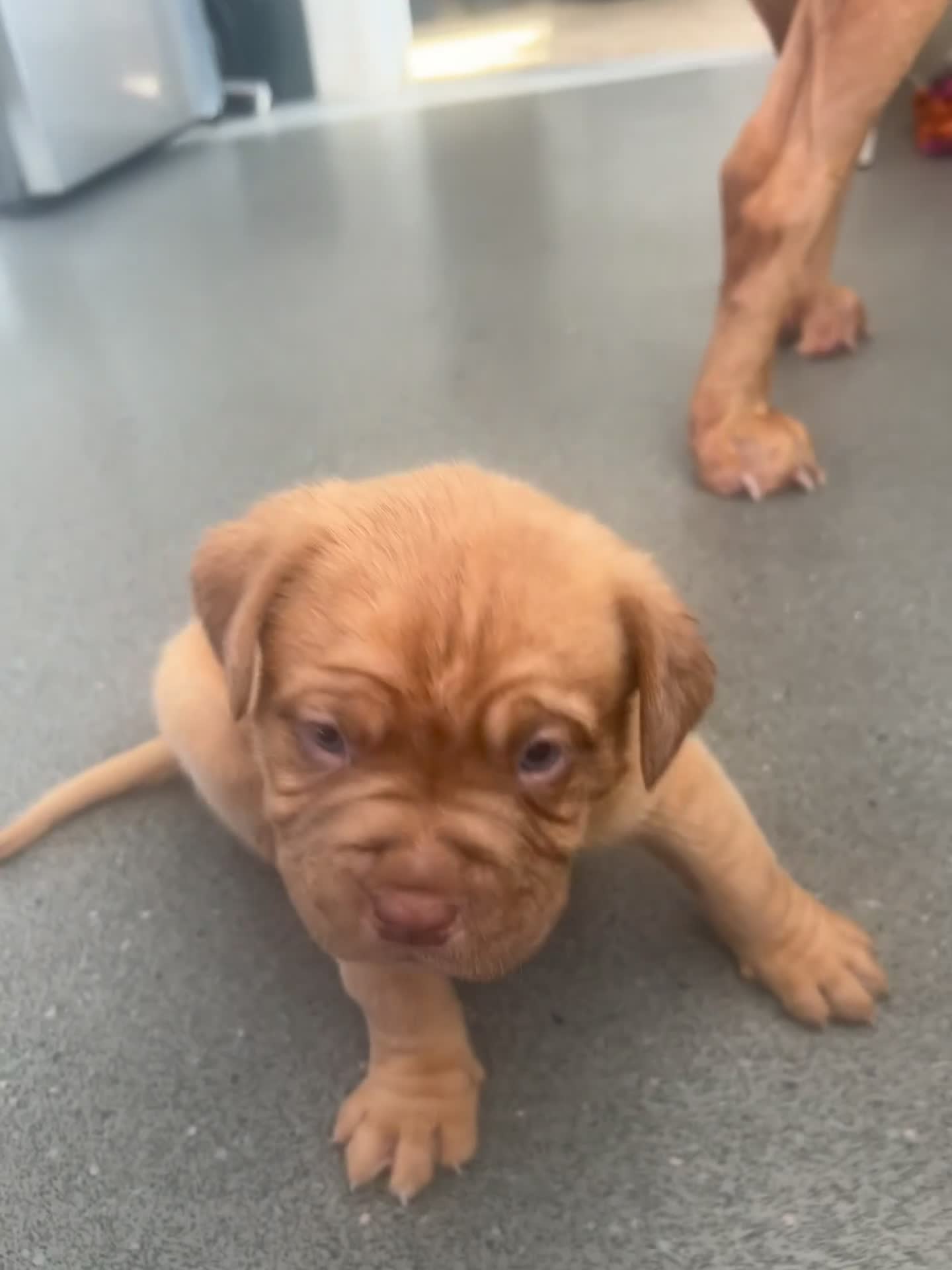 Dogue De Bordeaux dogs for sale: Dogue de Bordeaux pups🐶🐶 - Video 1