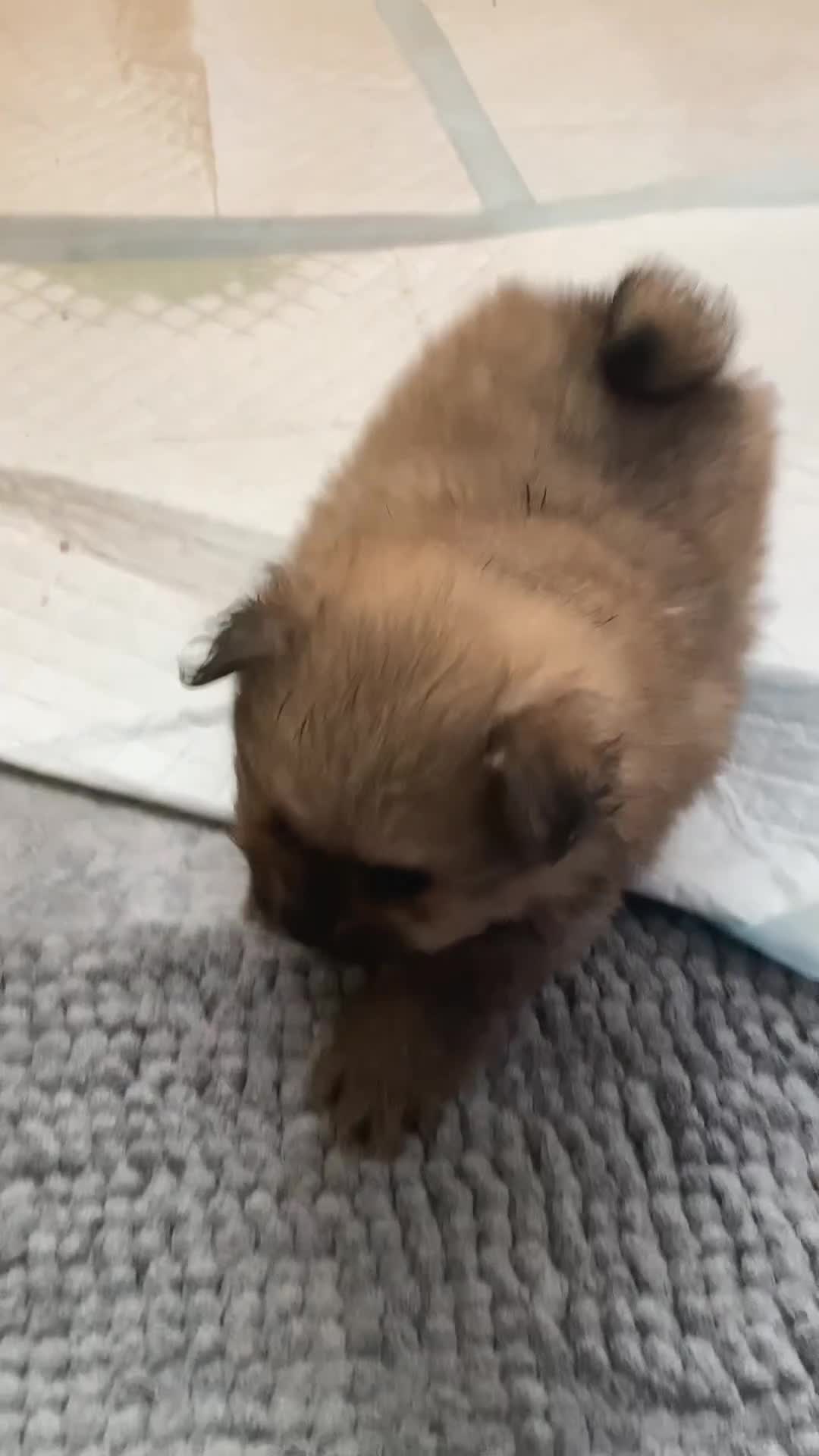 Pomeranian dogs for sale: XS Kc reg quality Pomeranian puppies  - Video 1
