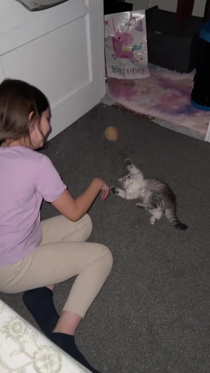 British Shorthair cats for sale: 3 females left BHS - Video 1