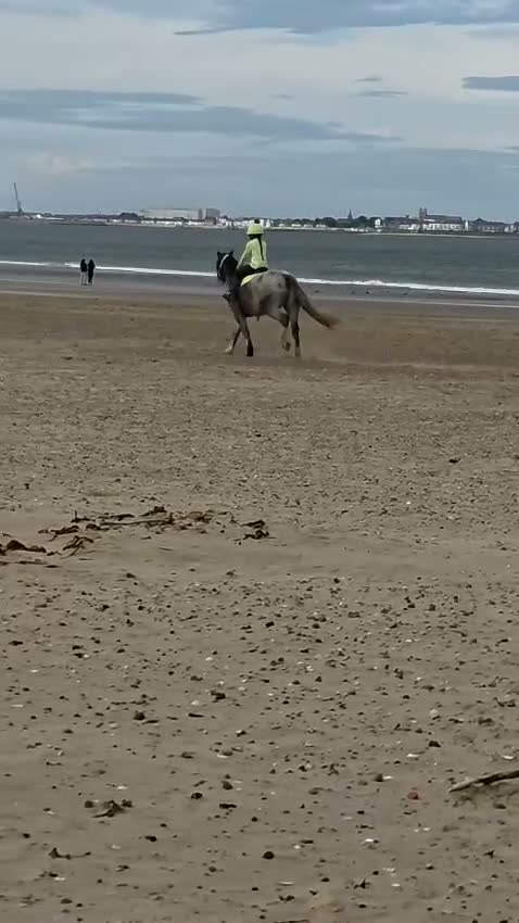 Irish Cob horses for sale: Grey Roan Cob 14hh 6 years old  - Video 1