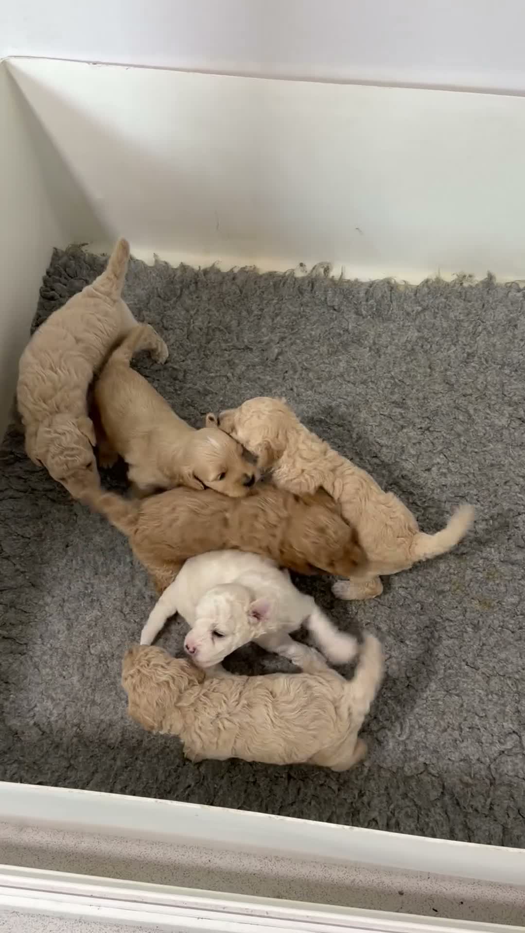 Mixed Breed dogs for sale: Stunning Shichon-poo teddies - Video 1