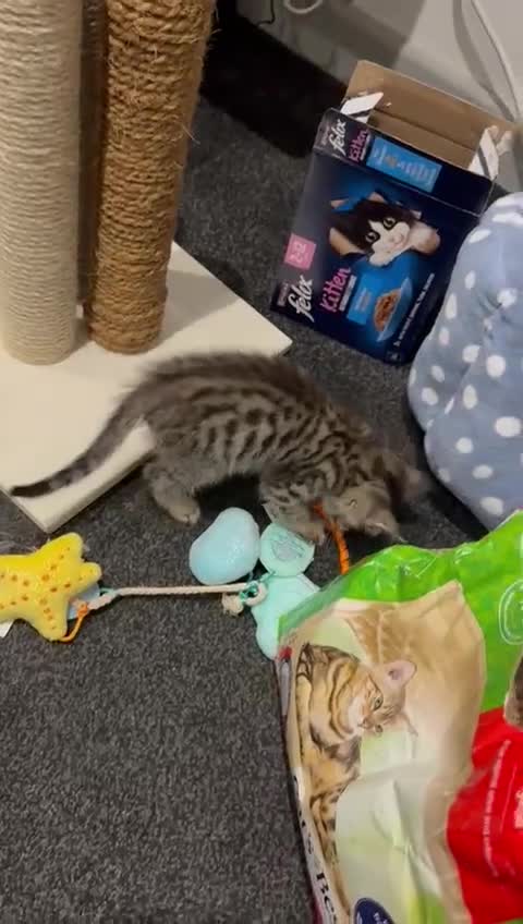Mixed Breed cats for sale: 2 female kitten ready for there forever home - Video 1