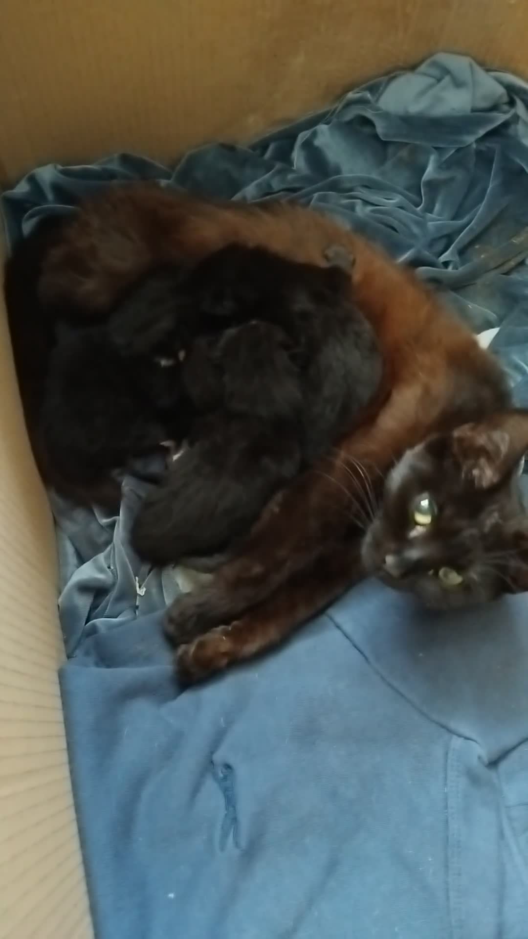 Mixed Breed cats for sale: Four adorable black and white kittens  - Video 1