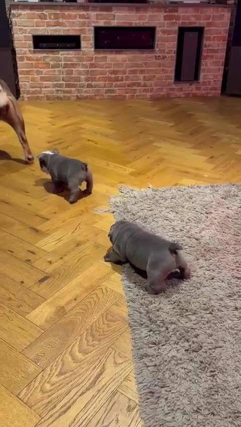 English Bulldog dogs for sale: Winnies babies - Video 5