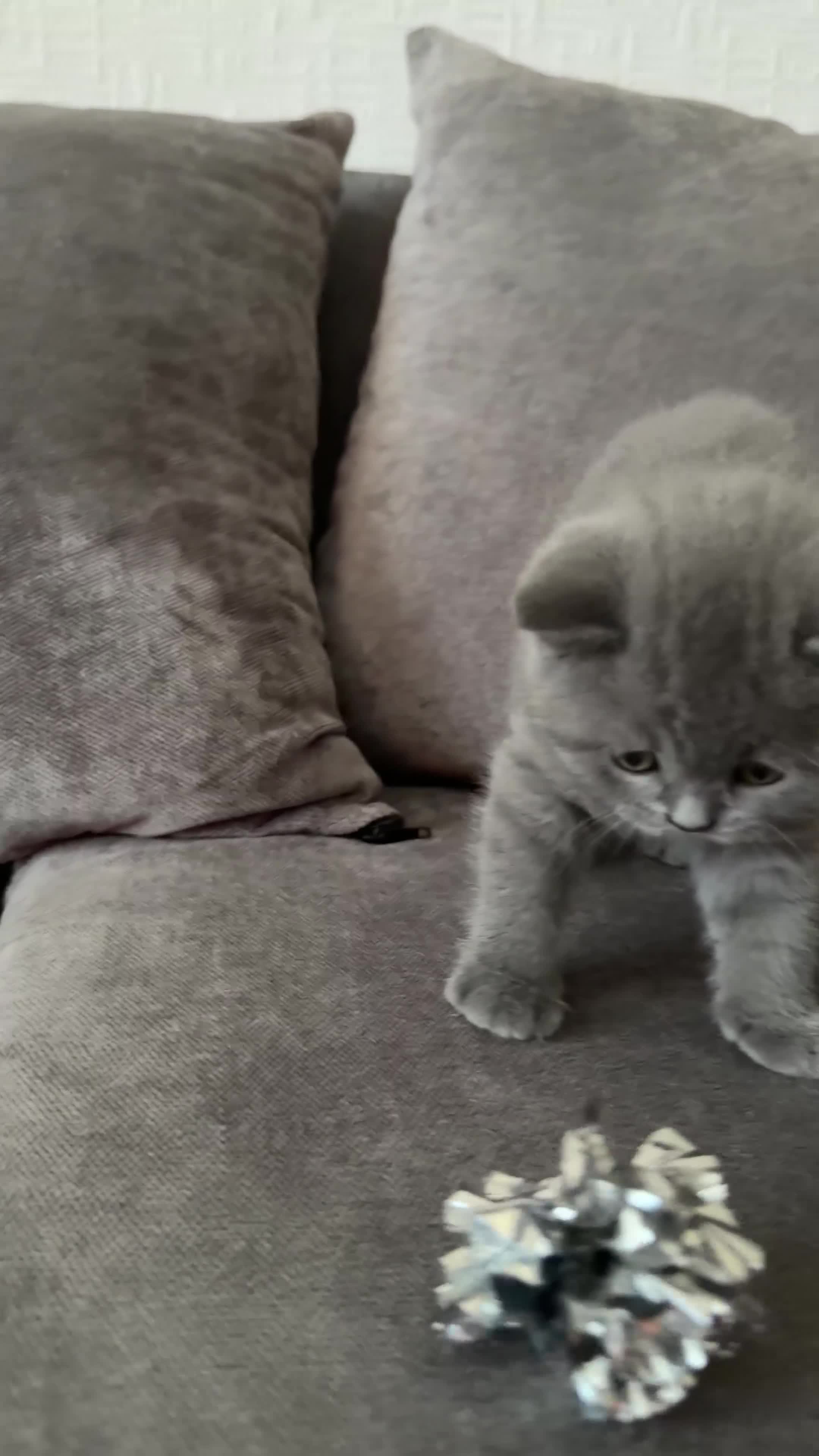 British Shorthair cats for sale: British Shorthair Kittens for Sale – 5 Available! - Video 2