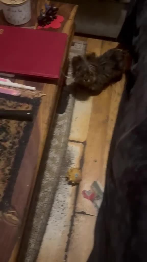 Yorkshire Terrier dogs for sale: One Fab Female Brewer Teacup Yorkie Ready Now! - Video 1