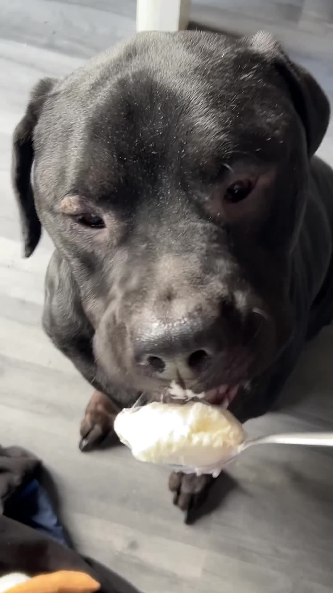 Mixed Breed dogs for sale: Rottweiler cross.  - Video 1