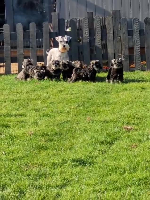 Miniature Schnauzer dogs for sale: Gorgeous home reared puppies ready soon - Video 1