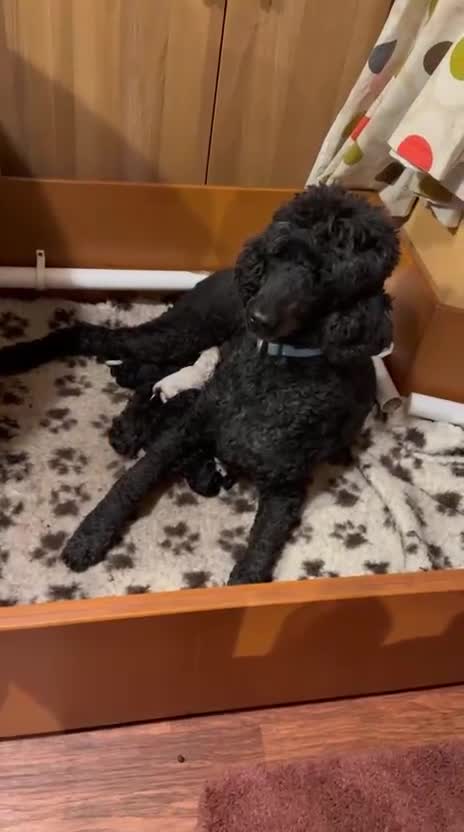 Standard Poodle dogs for sale: Seven Wonders of Standard Poodle Puppies - Video 1