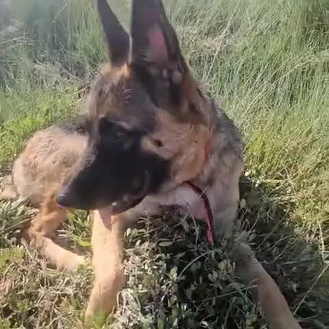 German Shepherd dogs for sale: Skye  - Video 2