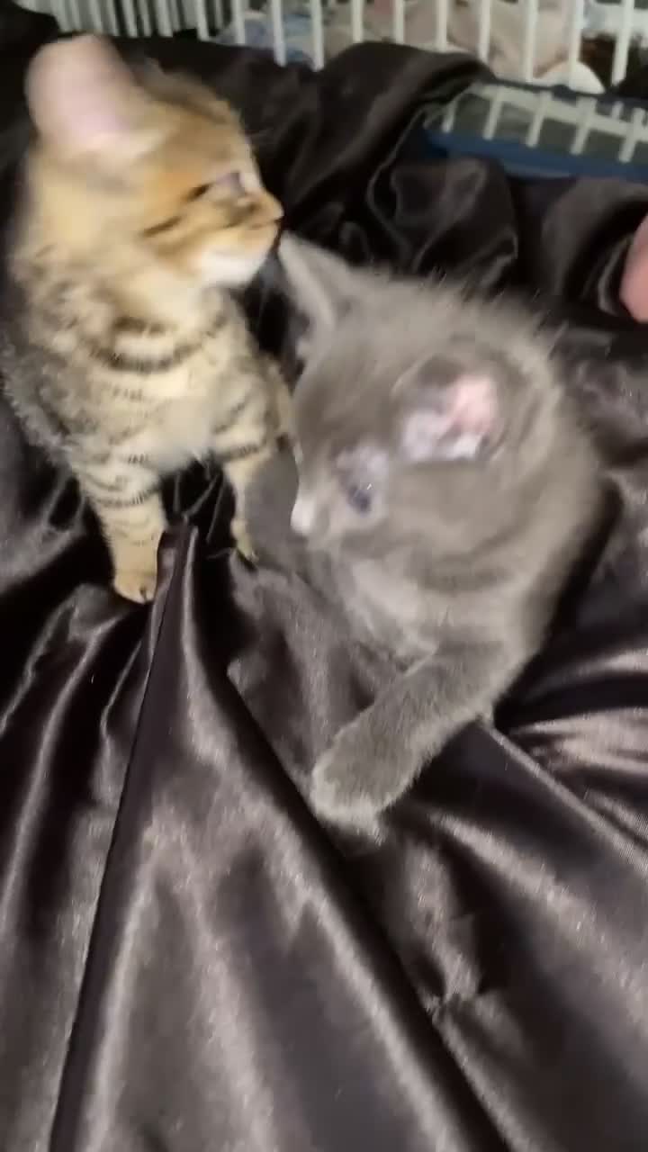 Mixed Breed cats for sale: 2 Gorgeous kittys🥰 - Video 1