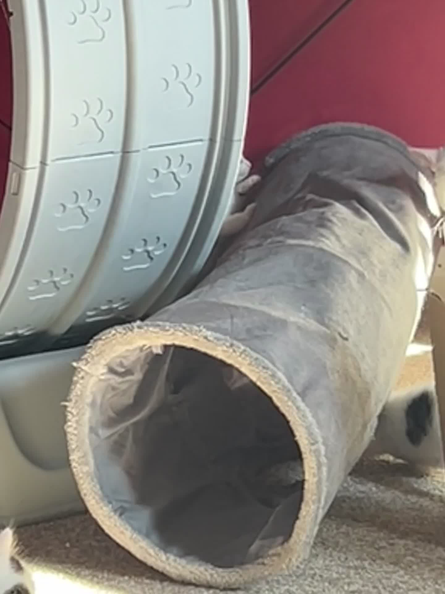 Ragdoll cats for sale: Ragdoll cross kittens mother is a purebred ragdoll - Video 2