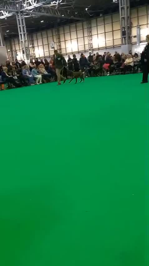 Boxer dogs for stud: Champion lined boxer for stud in Colwyn Bay - Video 1